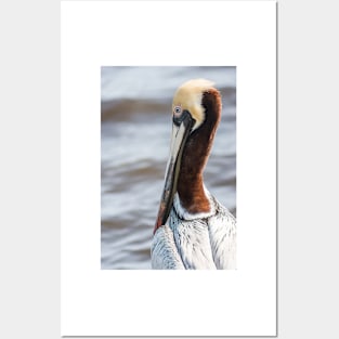 Brown Pelican 4 Posters and Art